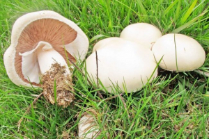 Csiperkegomba